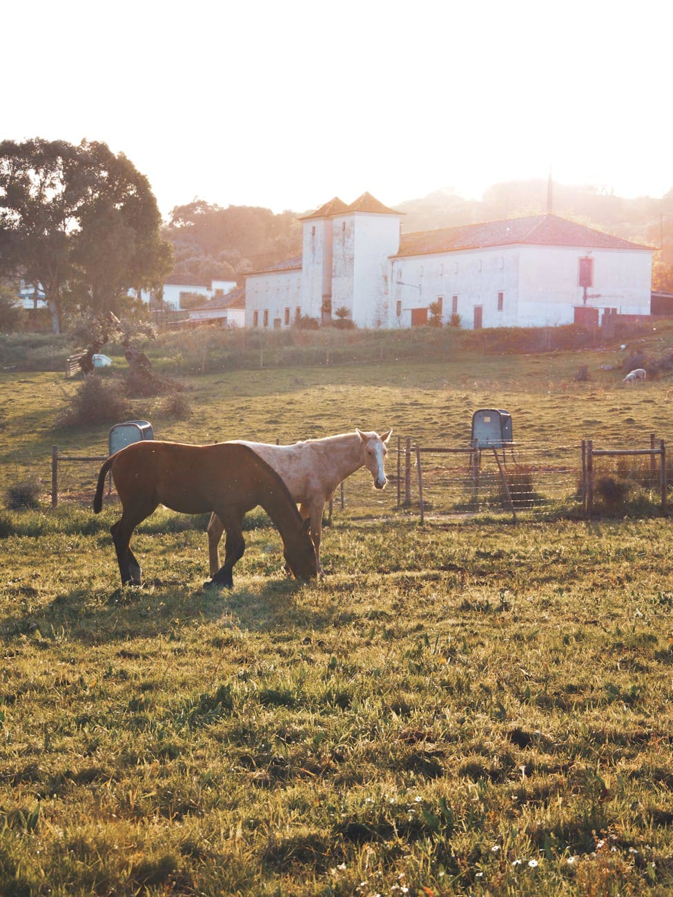 Countryside Relaxation